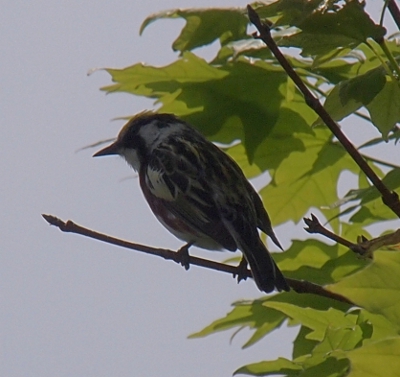 [Small brown and white bird with a sharp beak gripping a small branch near the edge of a maple tree.]